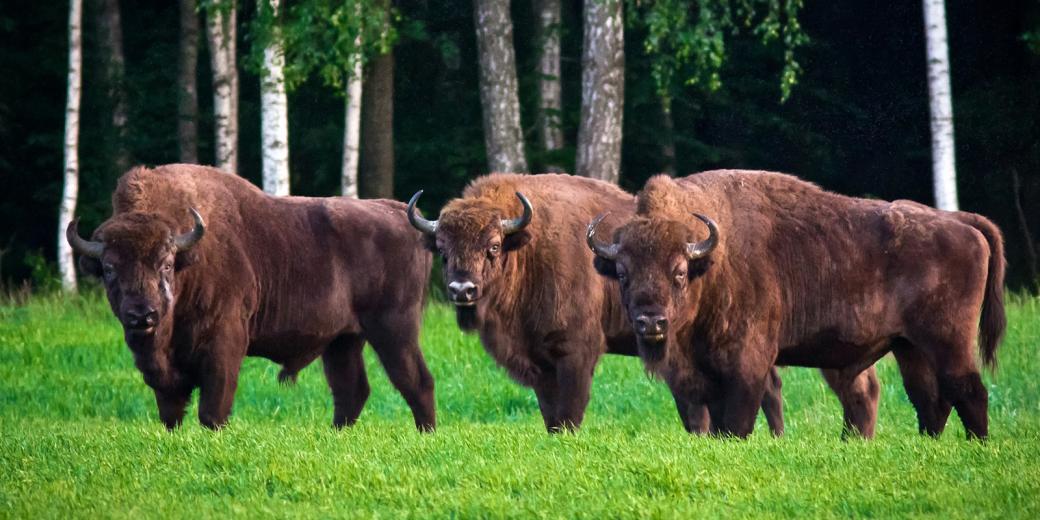 Bisons