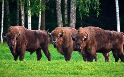 Bisons