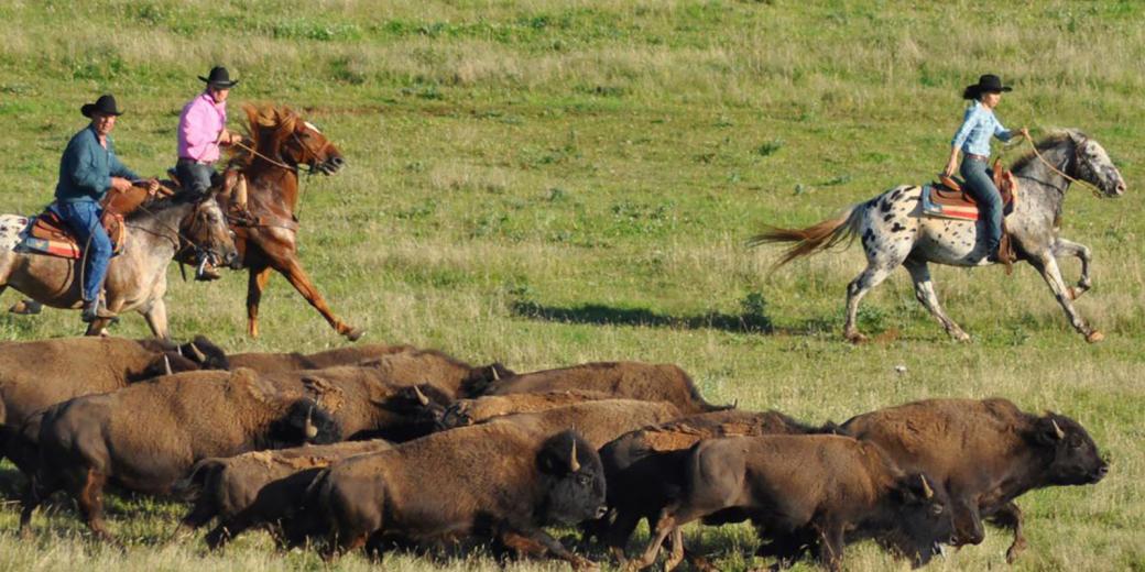 Ranch Randals Bison, Viehtrieb, Western, Gard Lanu�jols